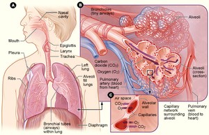 Lungs Infection